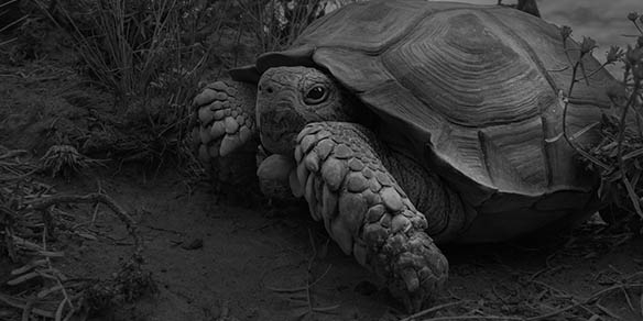 Turtle Survival Alliance